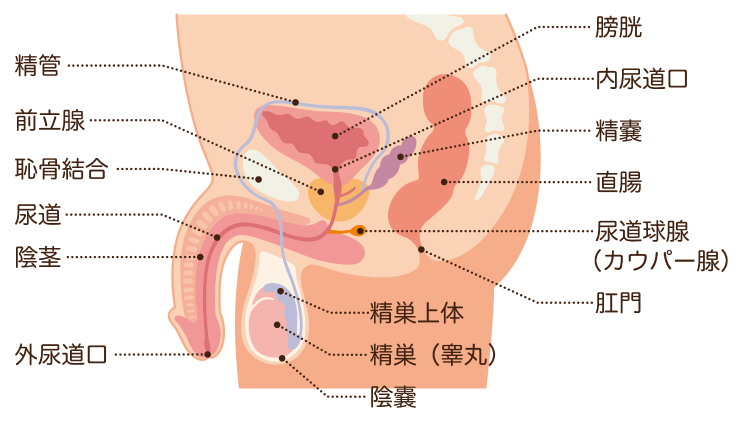 前立腺 