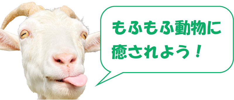 移動動物園ヤギ